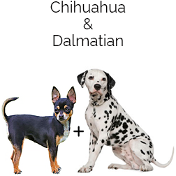 Chimation Dog